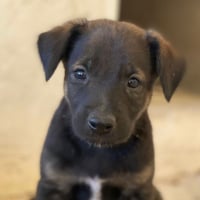 Photo de Nilo