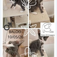 Photo de Baloo