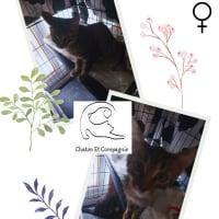Photo de Biscuit