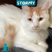 Photo de STORMY