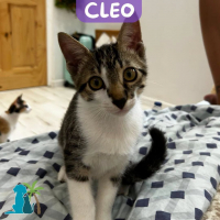 Photo de CLEO