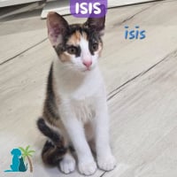 Photo de ISIS