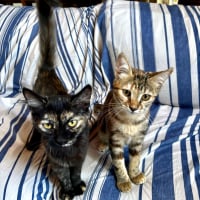 Photo de Becky & Basilisse