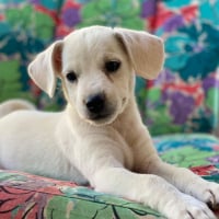 Photo de Lucky