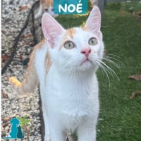 Photo de NOE