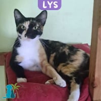 Photo de LYS