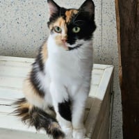 Photo de TRICOLINE