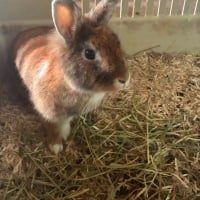 Photo de CANNELLE 
