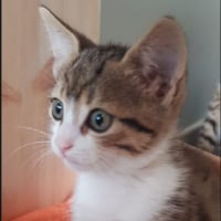 Photo de Barnabé