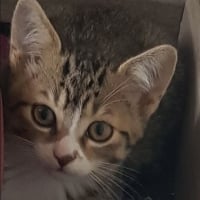 Photo de Brownie