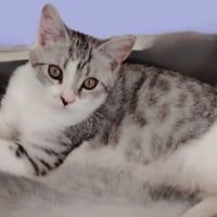 Photo de SIMBA