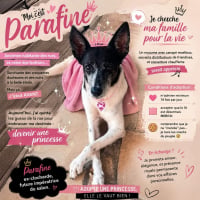 Photo de paraffine