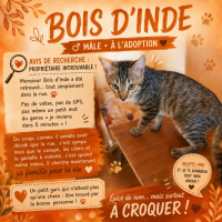 Photo de Bois d'Inde