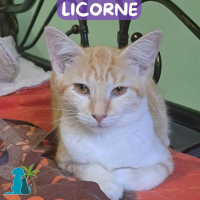 Photo de LICORNE