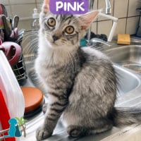 Photo de PINK