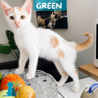 Photo de GREEN