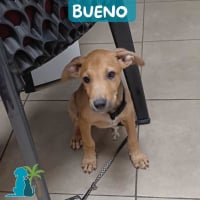 Photo de BUENO