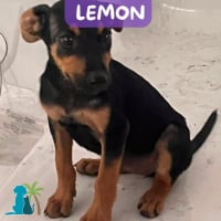 Photo de LEMON