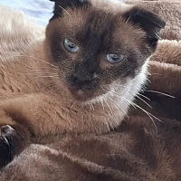 Photo de Duchesse
