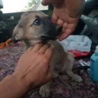 Photo de Volga