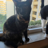 Photo de Trixie