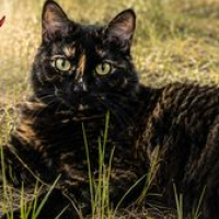 Photo de Ondine