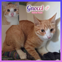 Photo de Gnocci