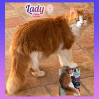 Photo de Lady