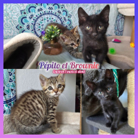 Photo de Pépito et Brownie