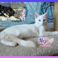 Photo de Néji