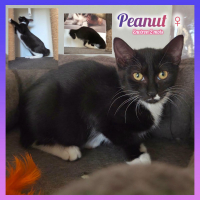 Photo de Peanut