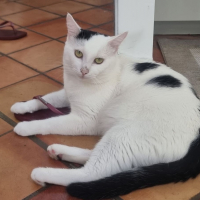 Photo de Milo