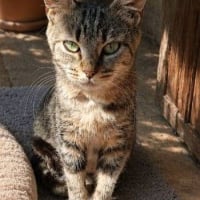 Photo de Clochette