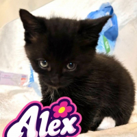 Photo de Alex ( Femelle)