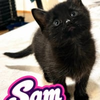 Photo de Sam