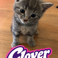 Photo de Clover
