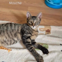 Photo de Mouche