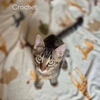 Photo de Crochet