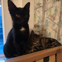 Photo de groovy et bulle 5 mois en double adoption