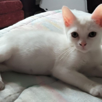 Photo de BASIL