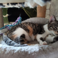 Photo de BLUE BELLE
