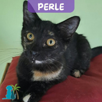 Photo de PERLE