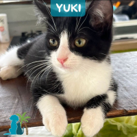 Photo de YUKI