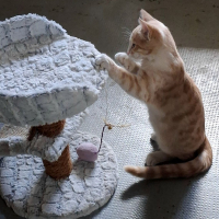 Photo de Biscuit