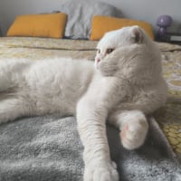 Photo de Nestor