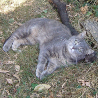 Photo de Souris