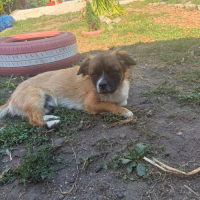 Photo de PEKI