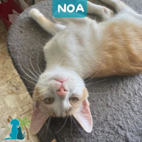 Photo de NOA