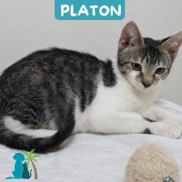 Photo de PLATON