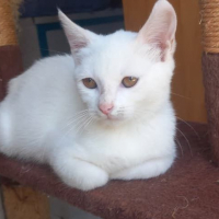 Photo de SNOW